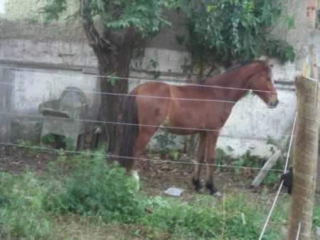 PRODUÇÃO DO CANARINHO